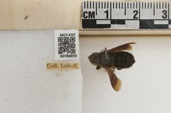 Media type: image;   Entomology 788859 Aspect: Labels